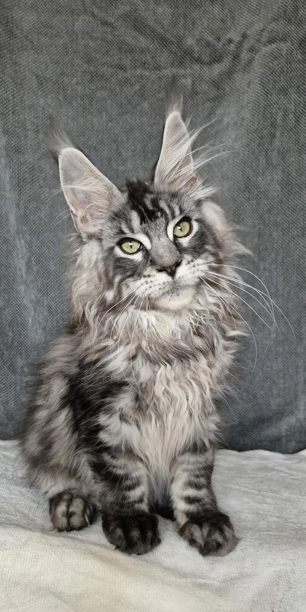 Maine Coon - Image 3