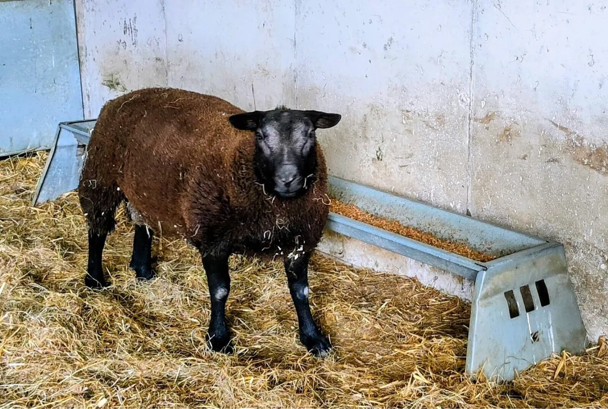 Texel ram lamb - Image 1
