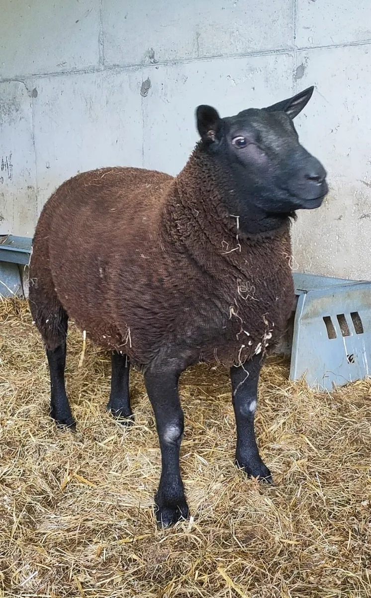 Texel ram lamb - Image 2