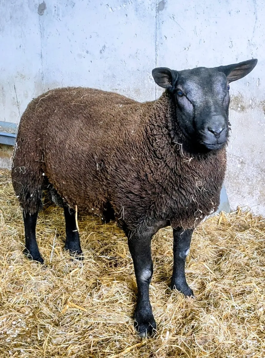 Texel ram lamb - Image 3