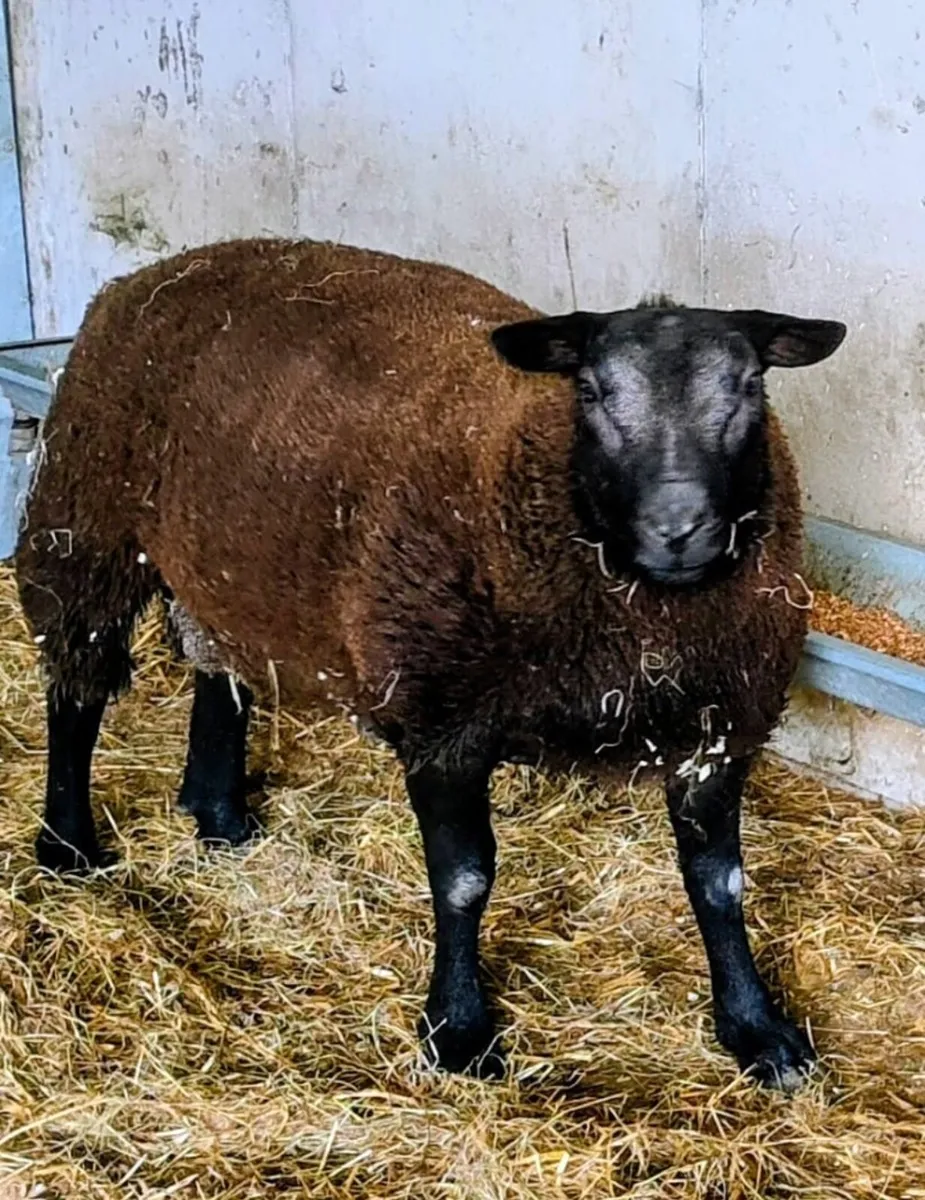 Texel ram lamb - Image 4