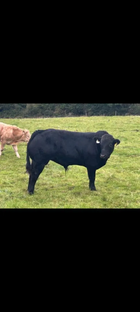 Breeding bull hybrid - Image 1