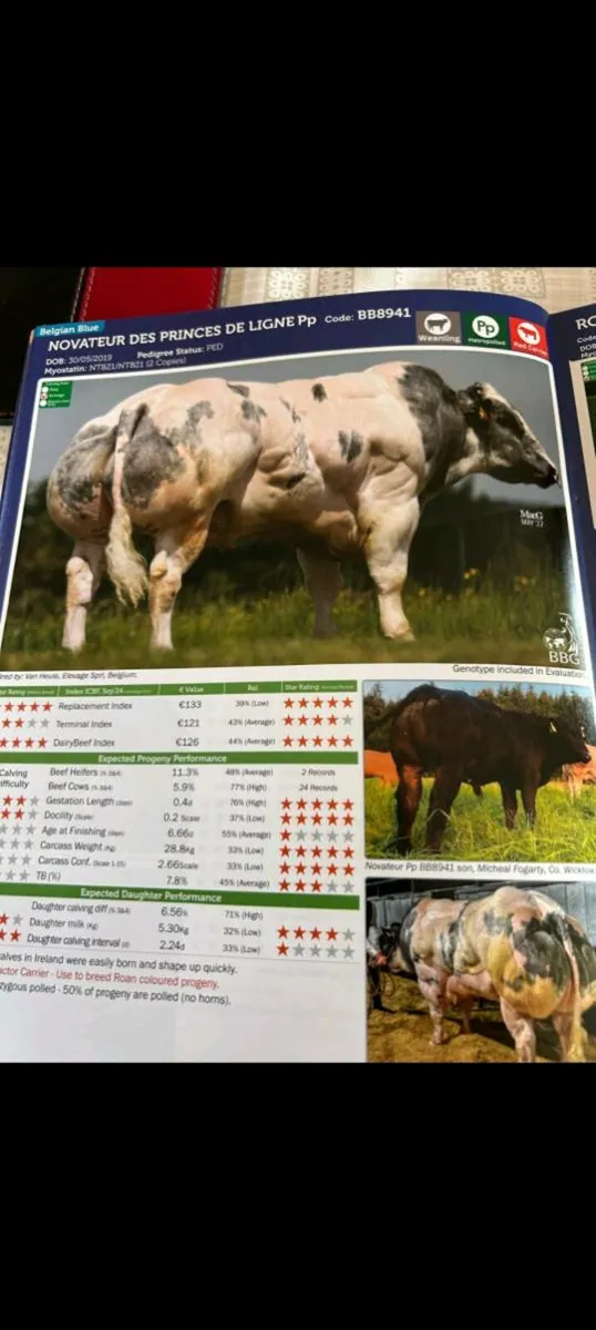 Breeding bull hybrid - Image 3