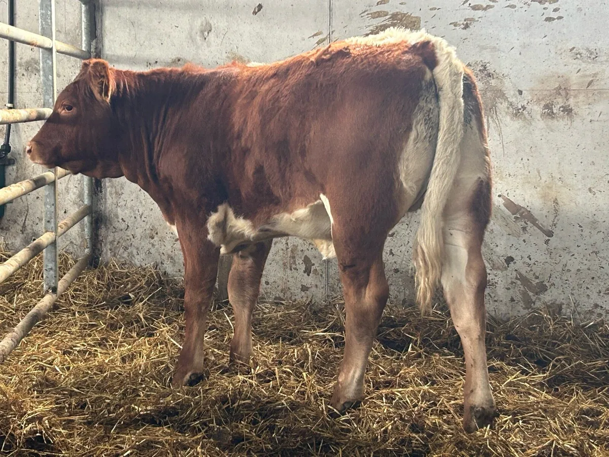 4 smashing breeding heifers - Image 3