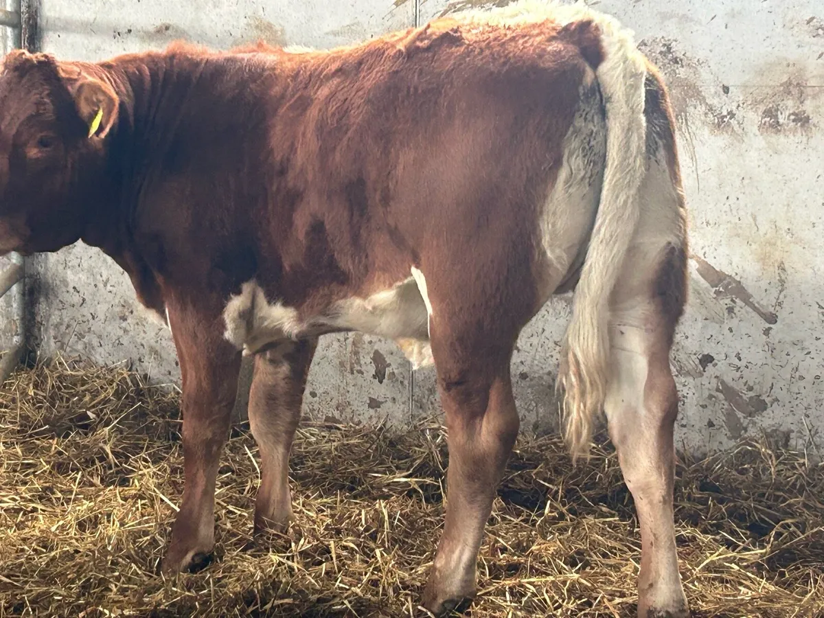 4 smashing breeding heifers - Image 2