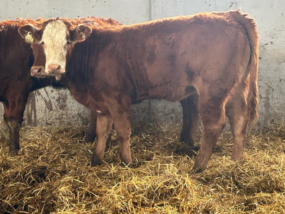4 smashing breeding heifers - Image 4