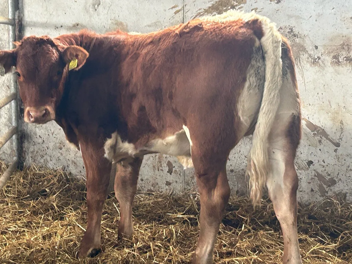 4 smashing breeding heifers - Image 1