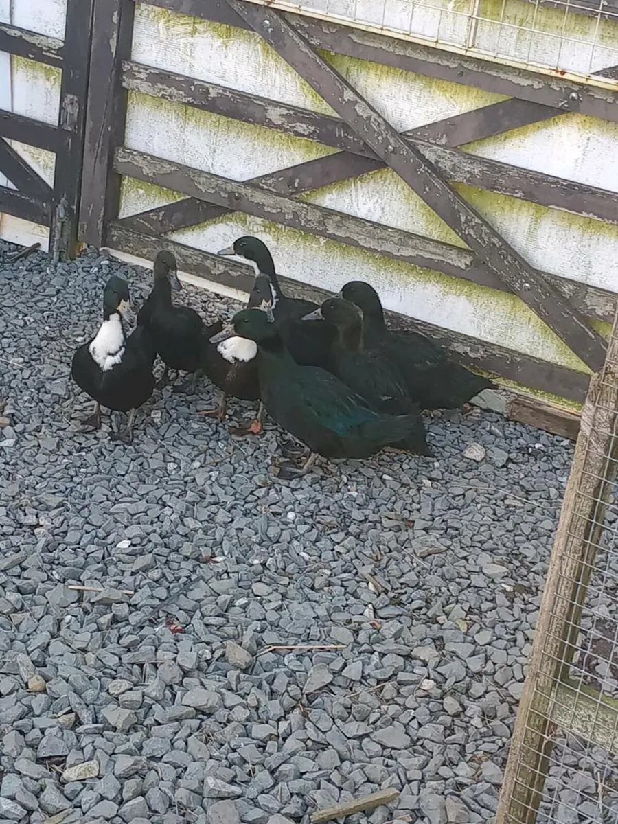 7 female ducks - Image 2