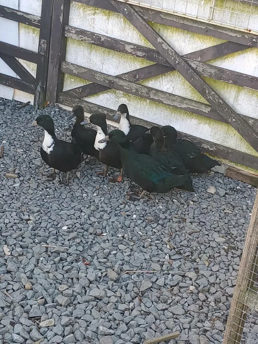 7 female ducks - Image 1