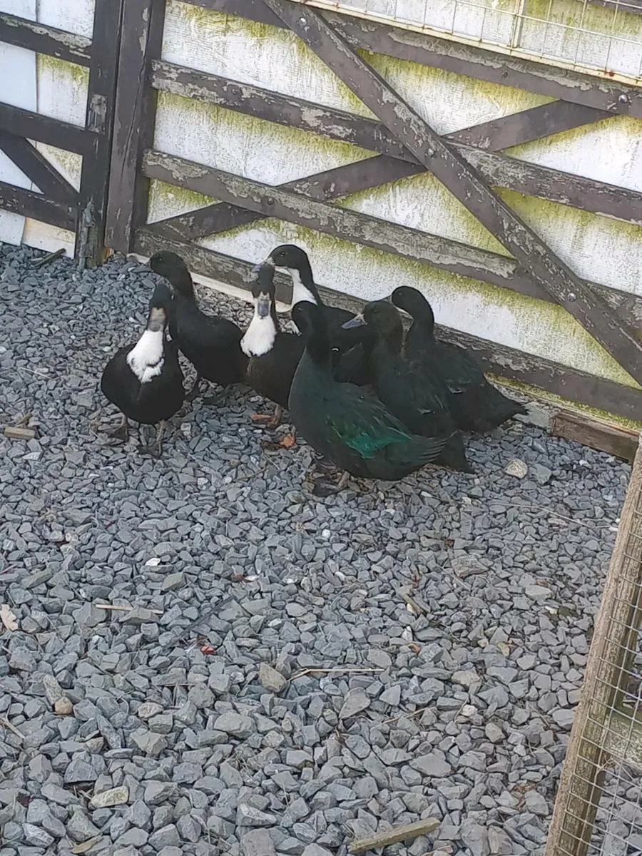 7 female ducks - Image 3