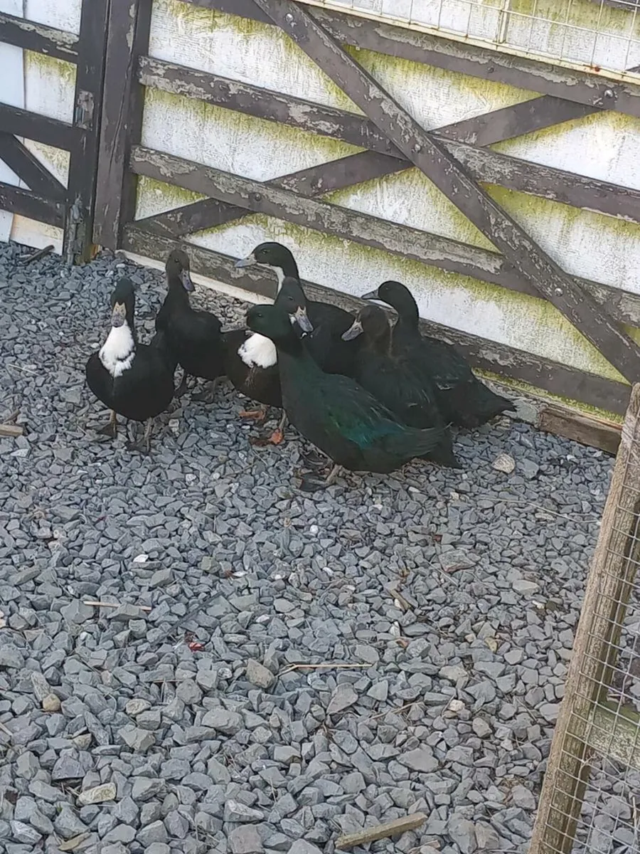 7 female ducks - Image 4