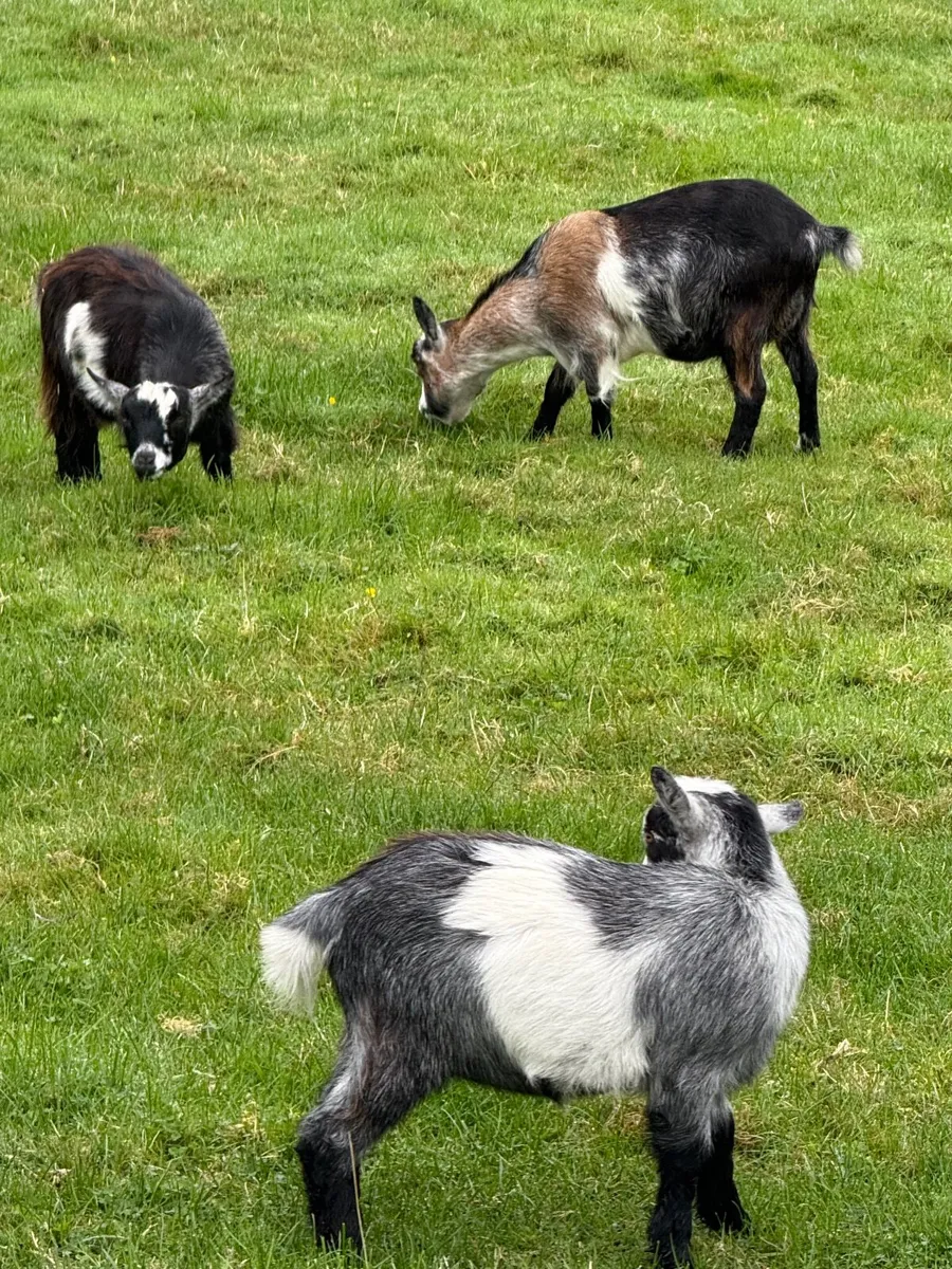 Pygmy Goats - Image 2