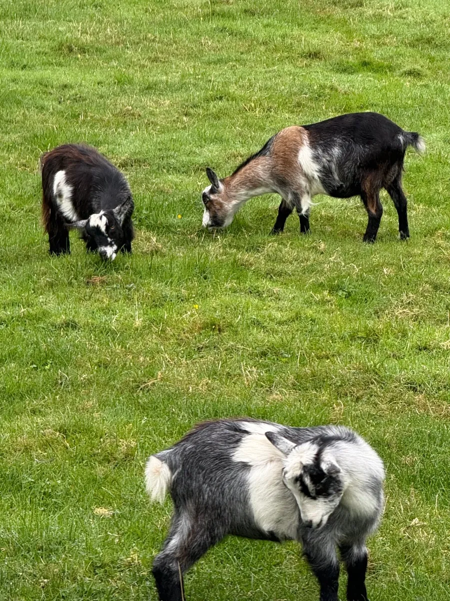 Pygmy Goats - Image 1
