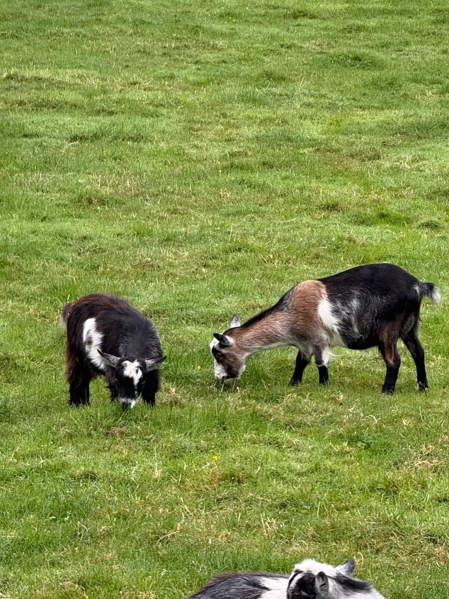 Pygmy Goats - Image 3
