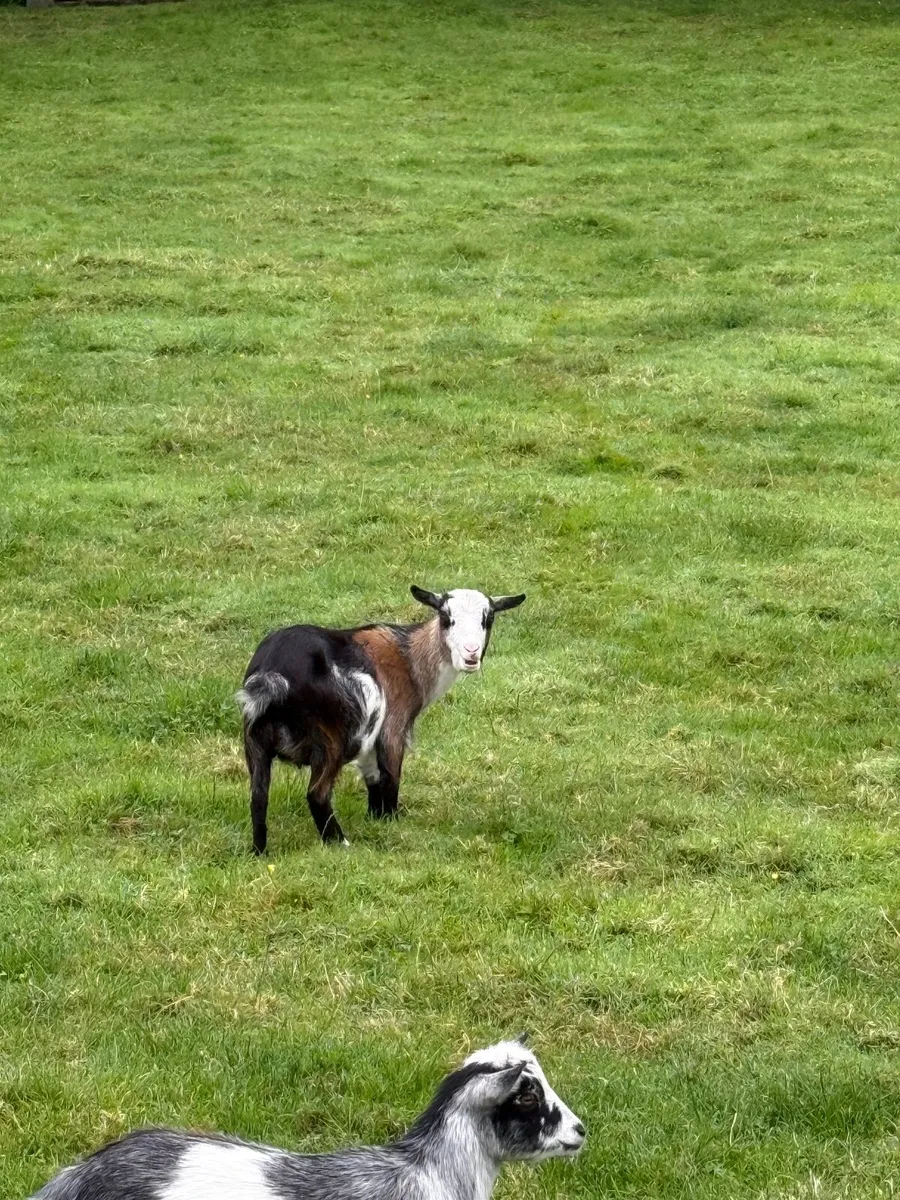 Pygmy Goats - Image 4