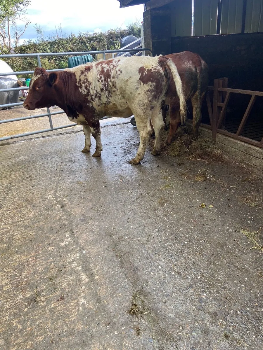 Beef cattle - Image 2