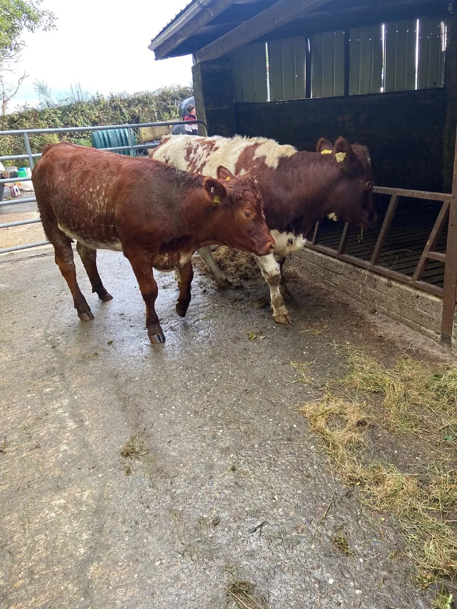 Beef cattle - Image 3