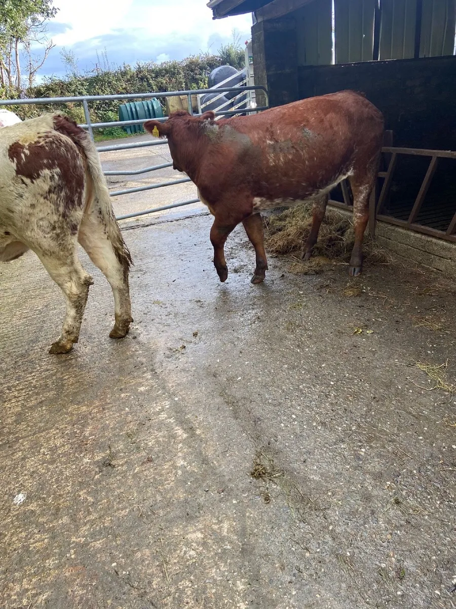 Beef cattle - Image 4