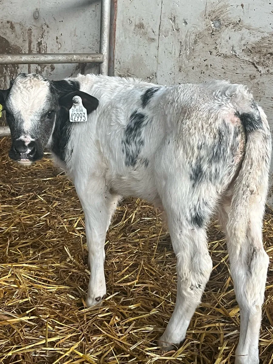 Super Belgian Blue bull calf - Image 1