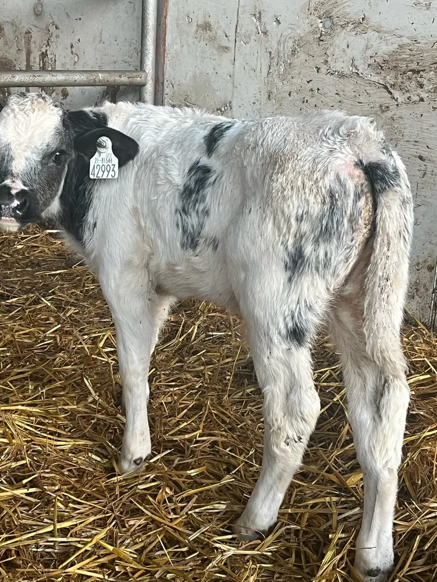 Super Belgian Blue bull calf - Image 2