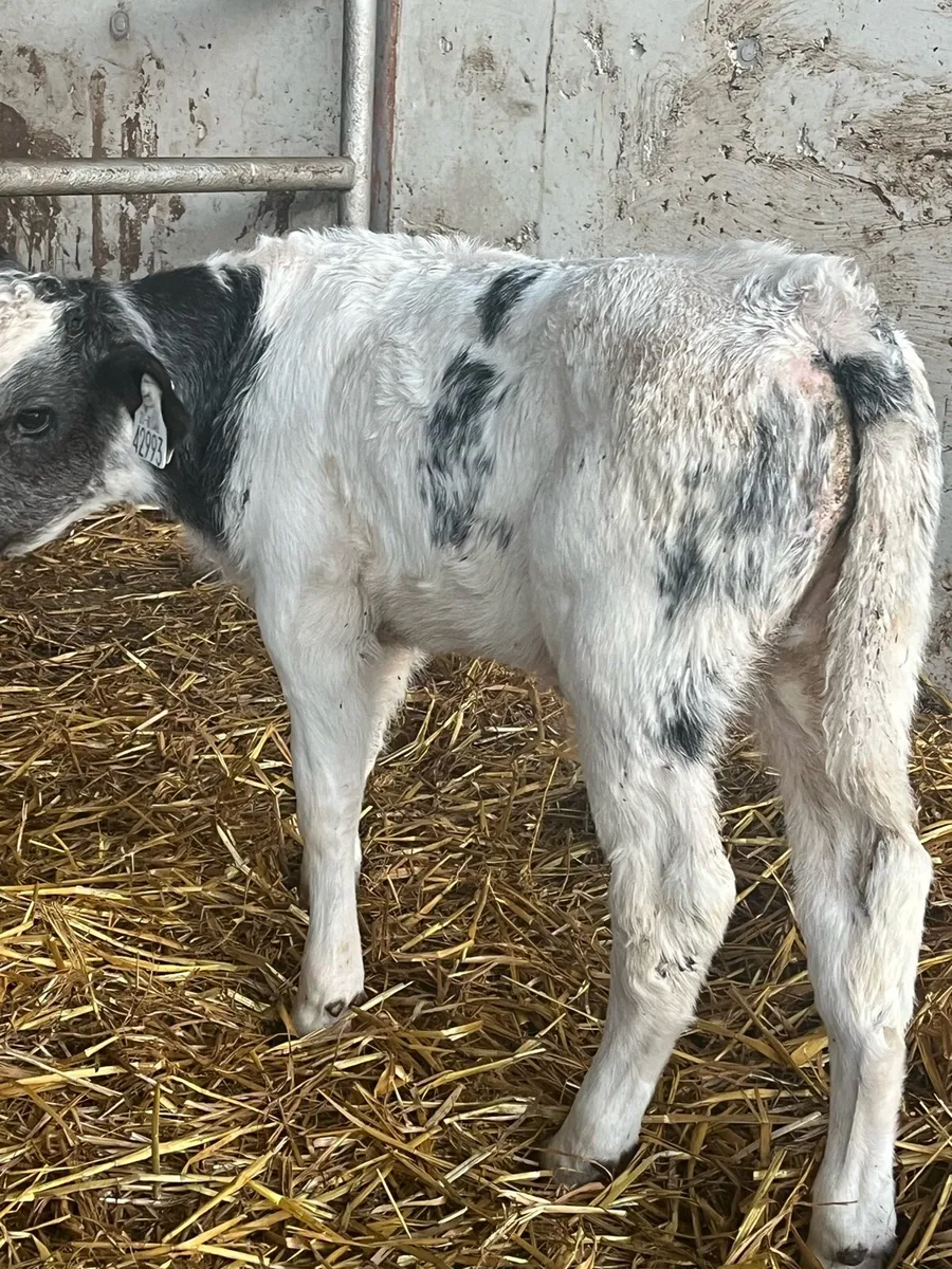Super Belgian Blue bull calf - Image 3