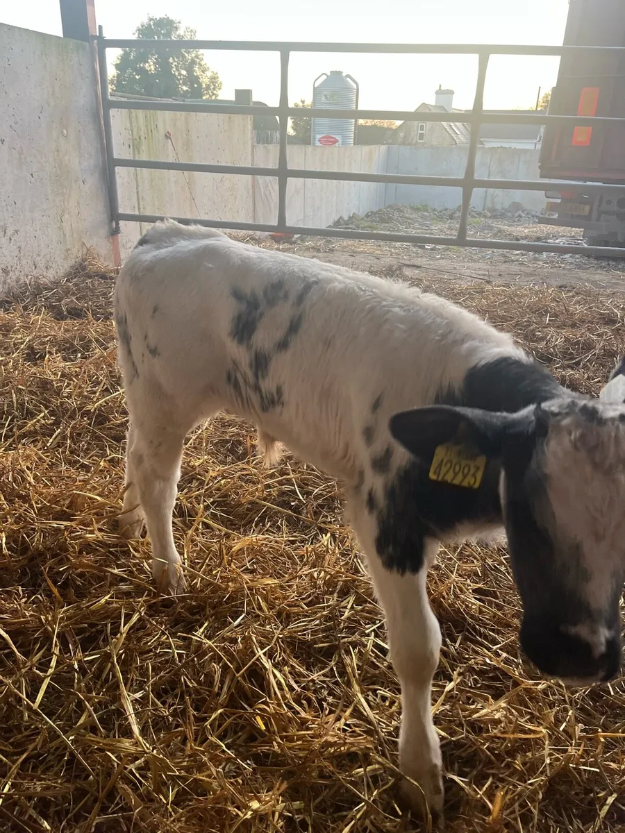 Super Belgian Blue bull calf - Image 4