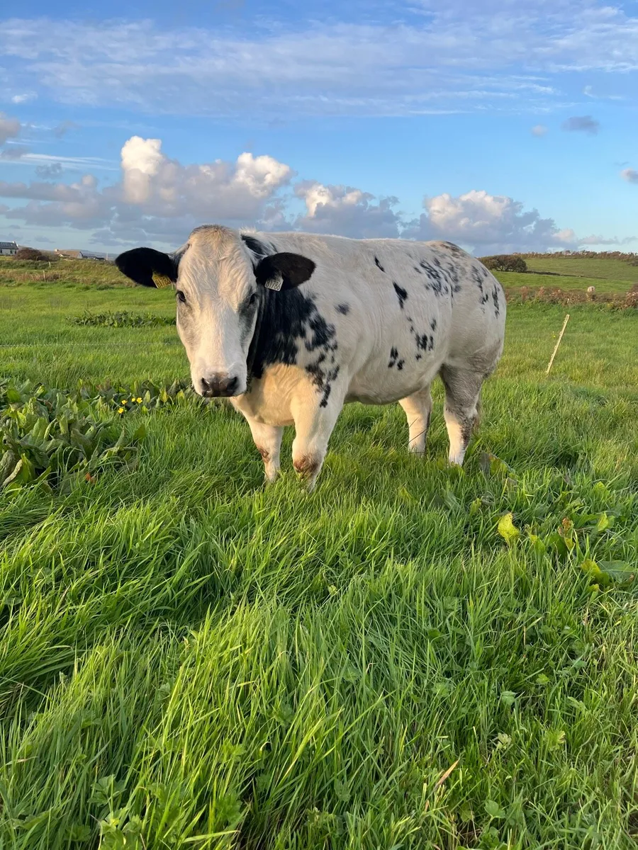 🌟Show heifer for sale 🌟 - Image 3