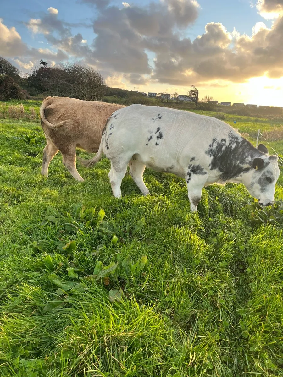 🌟Show heifer for sale 🌟 - Image 4