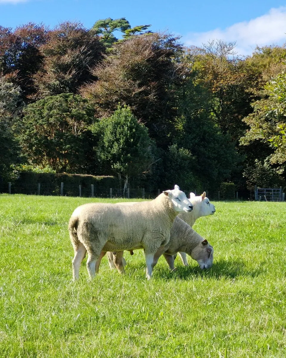 Lleyn Hogget ram - Image 1
