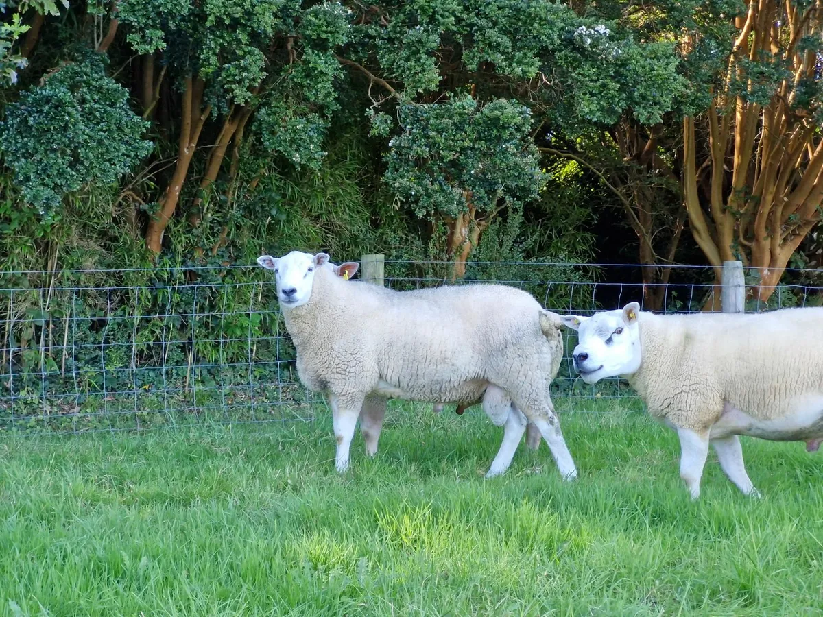 Lleyn Hogget ram - Image 2