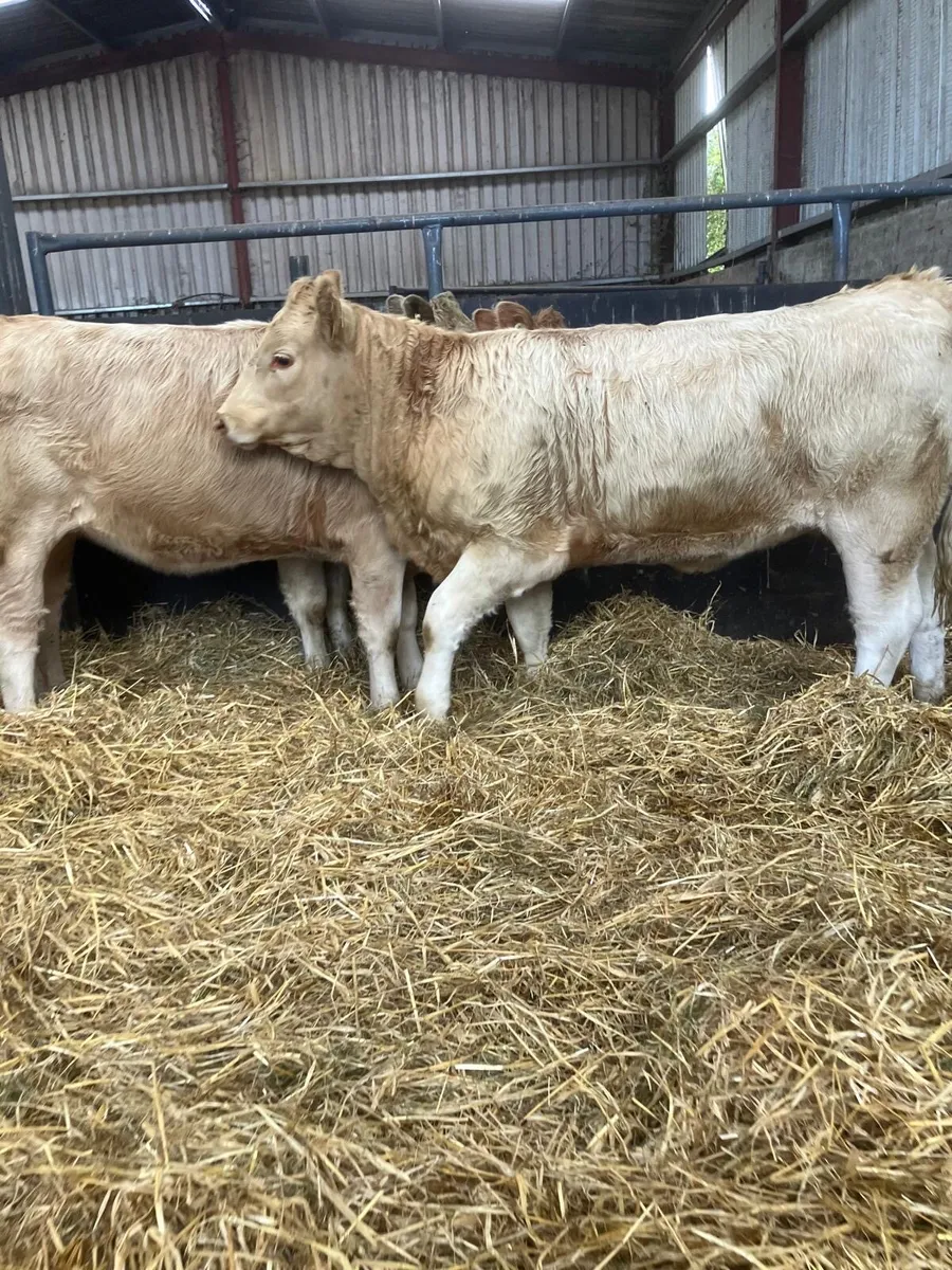 Top Quality Charolais Heifer Weanlings - Image 1
