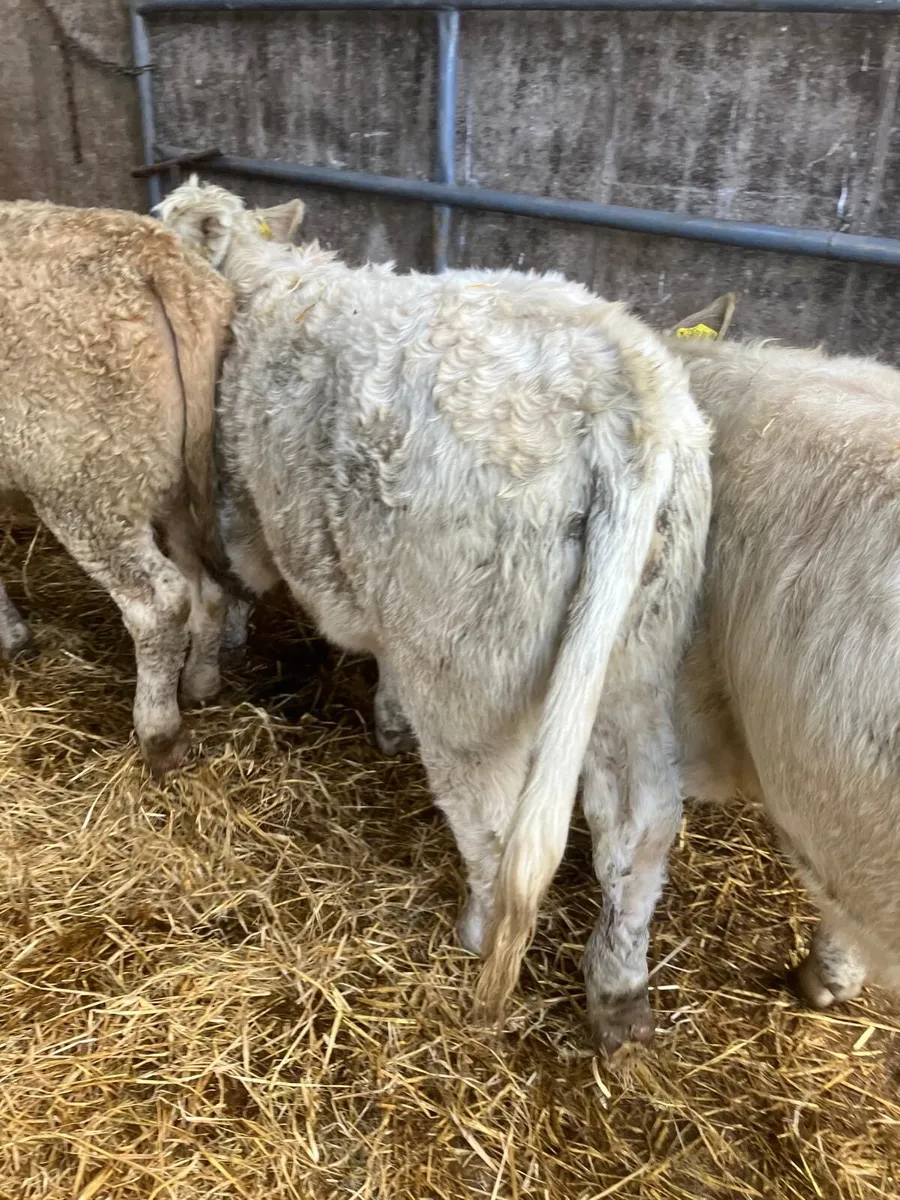 Top Quality Charolais Heifer Weanlings - Image 2