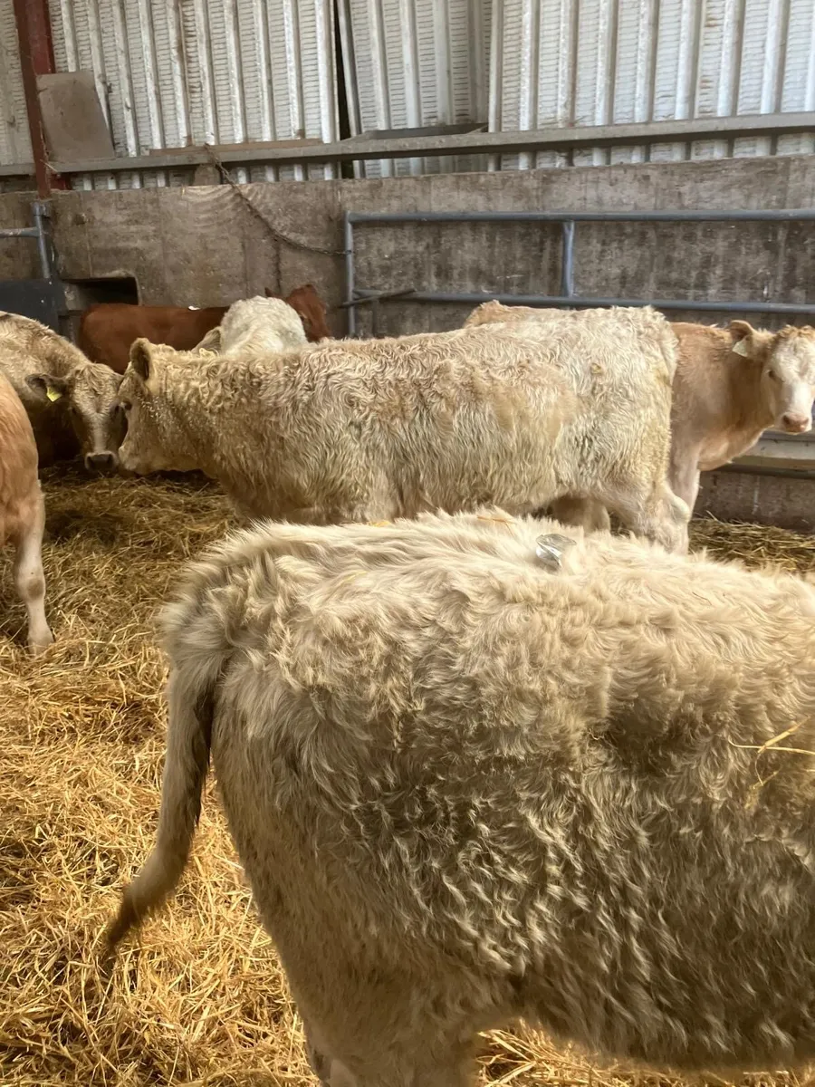 Top Quality Charolais Heifer Weanlings - Image 3