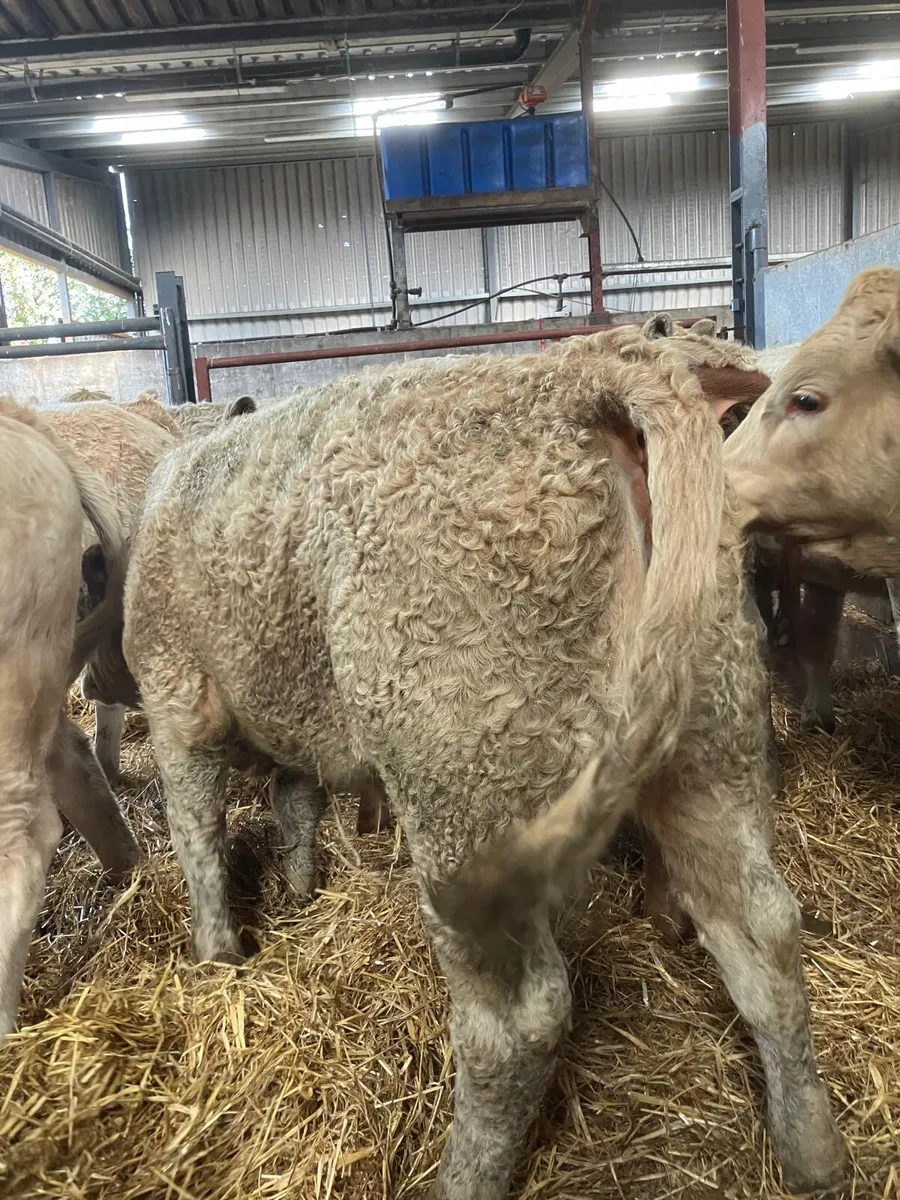 Top Quality Charolais Heifer Weanlings - Image 4