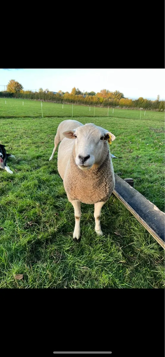 PBNR Lleyn hogget ram - Image 1