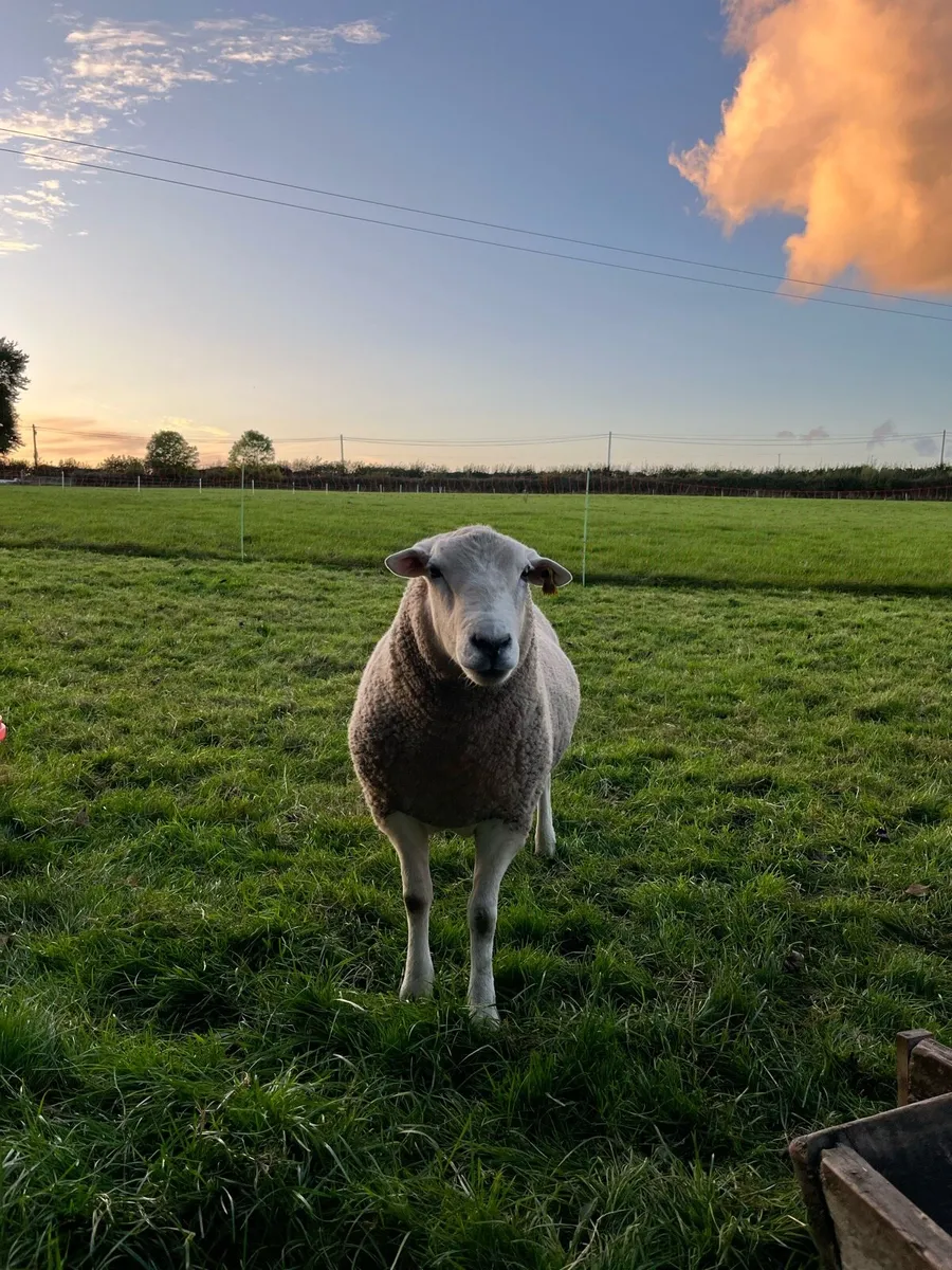PBNR Lleyn hogget ram - Image 2
