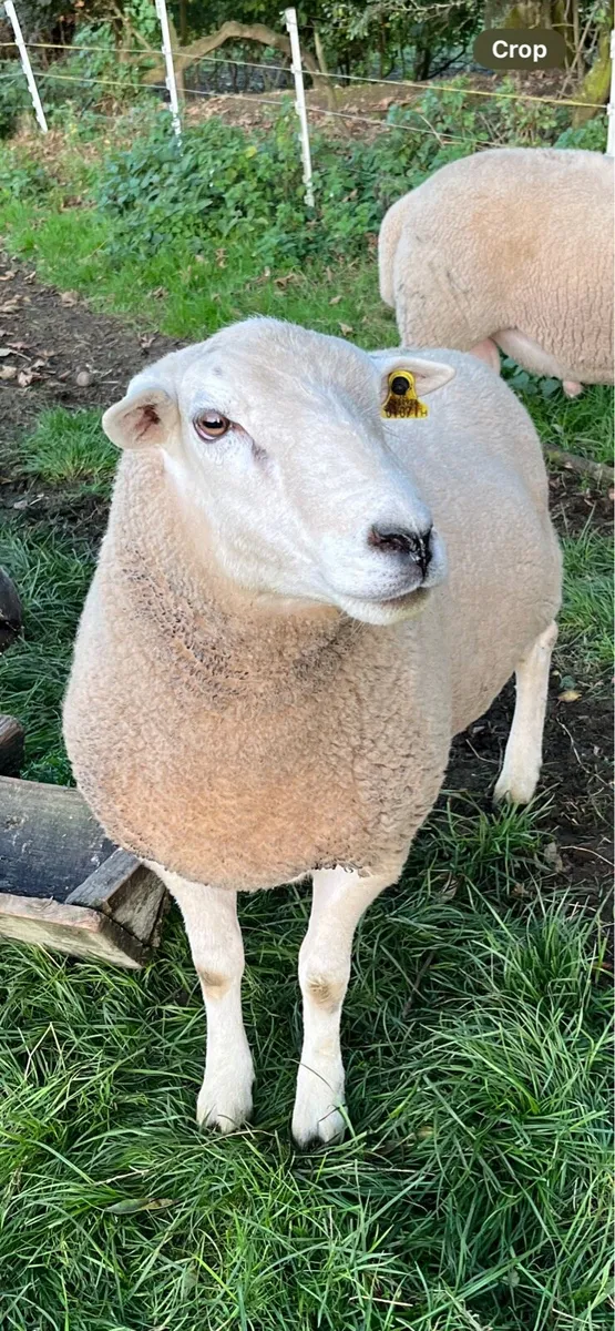 PBNR Lleyn hogget ram - Image 3