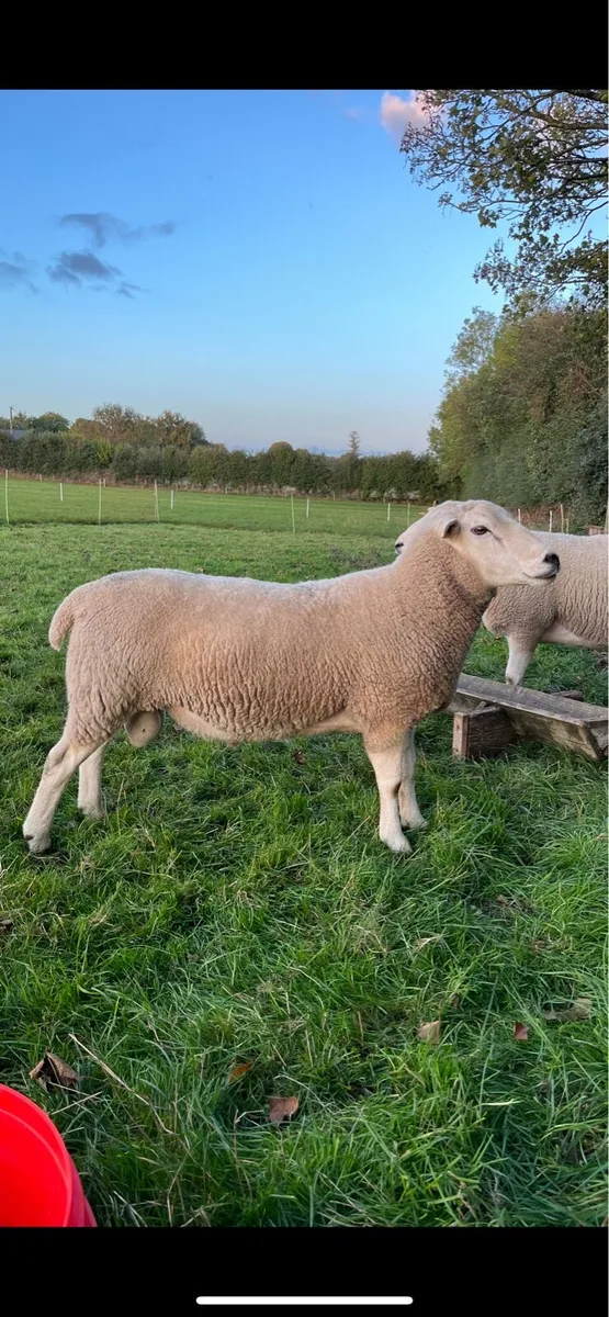 PBNR Lleyn hogget ram - Image 4