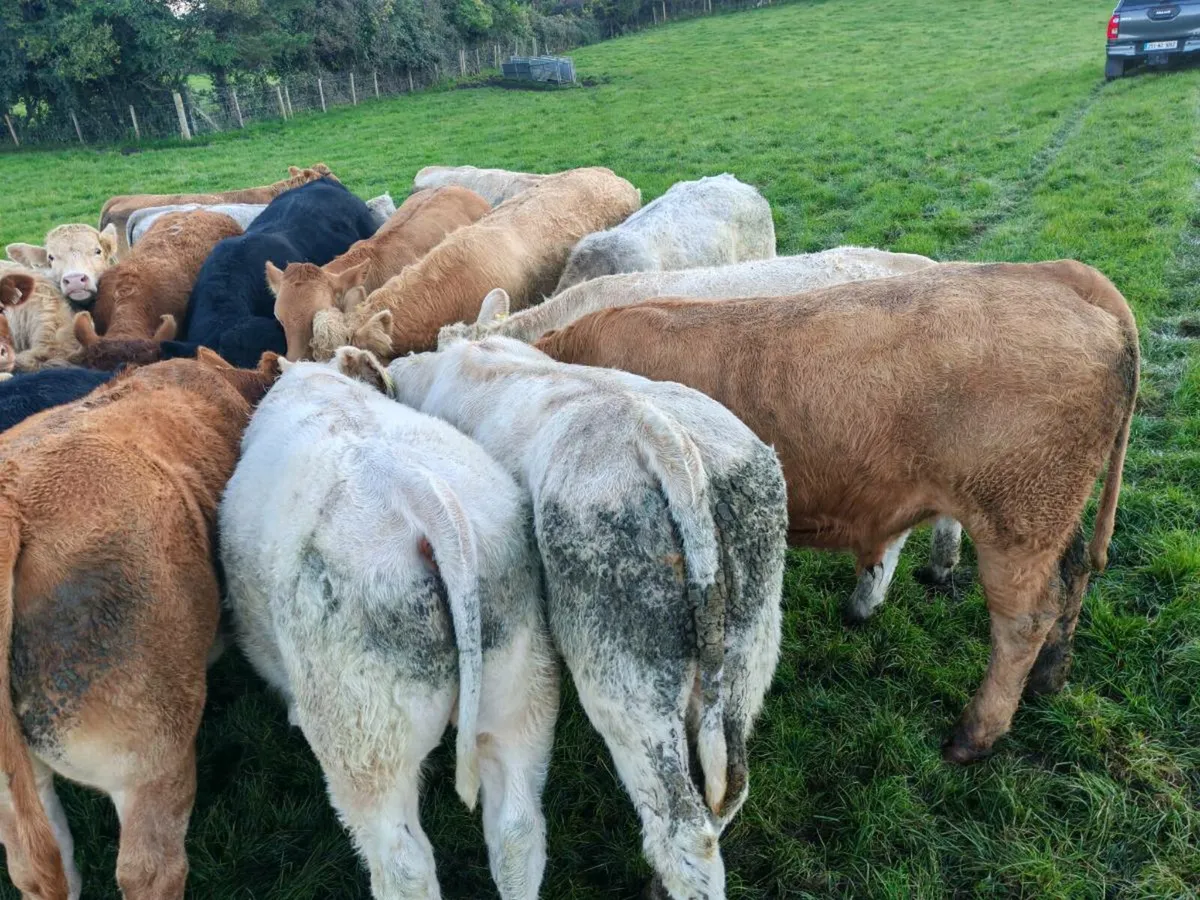 23 U Grade Bullock's. - Image 2