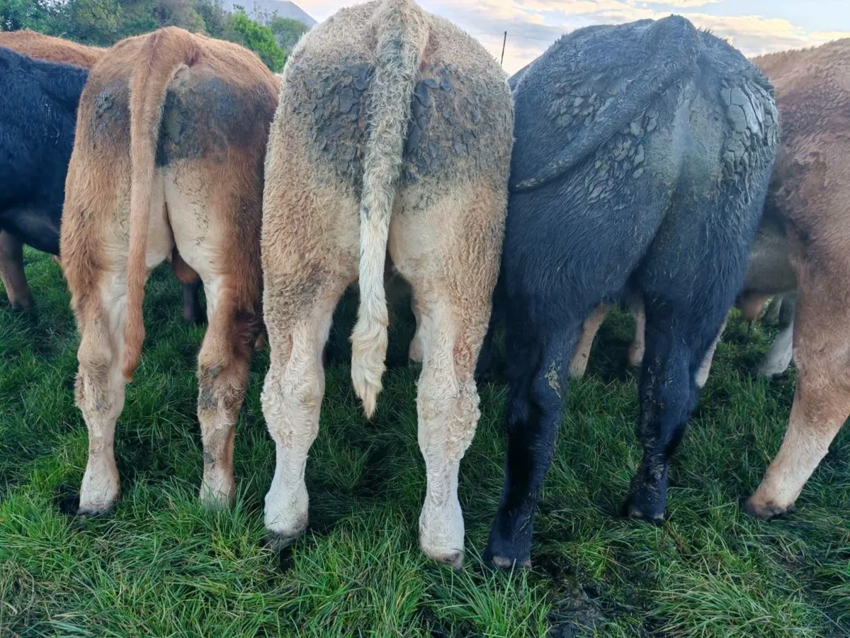 23 U Grade Bullock's. - Image 3