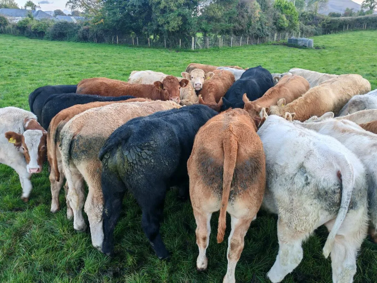 23 U Grade Bullock's. - Image 4
