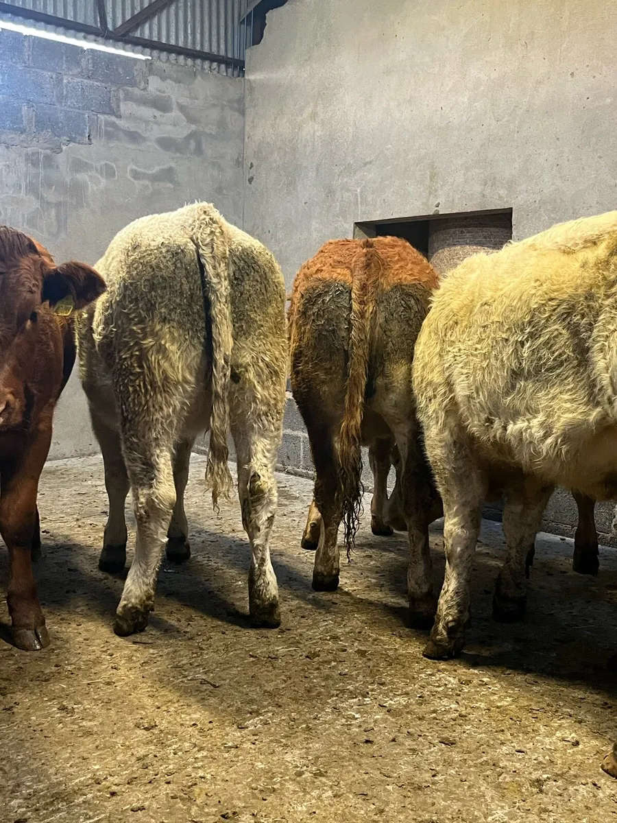 14 super store heifers - Image 1