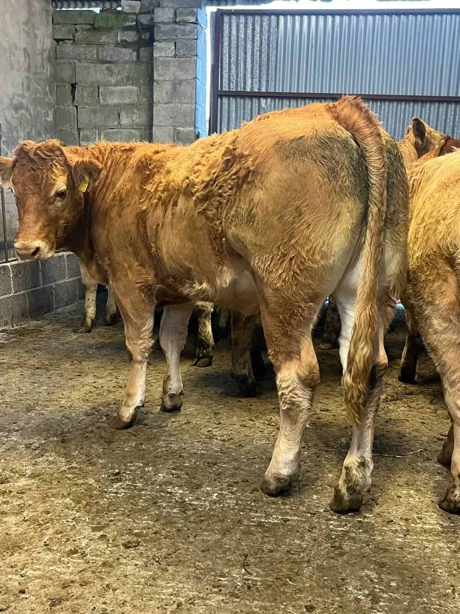 14 super store heifers - Image 2
