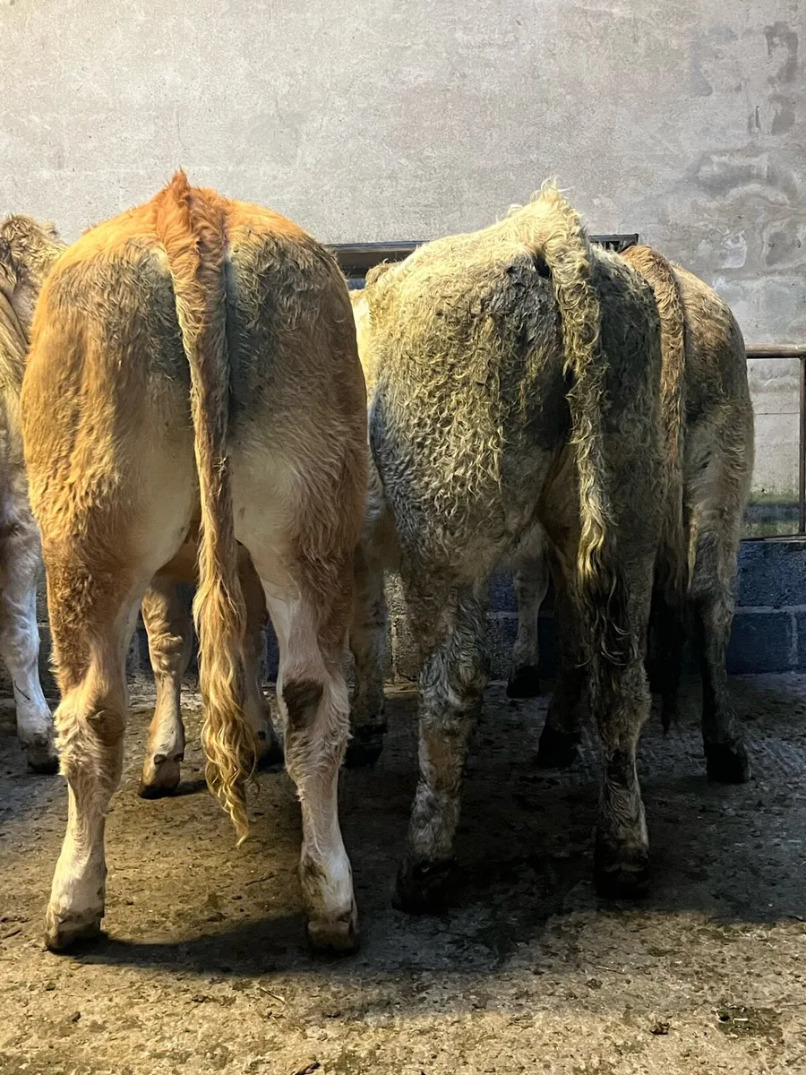 14 super store heifers - Image 3