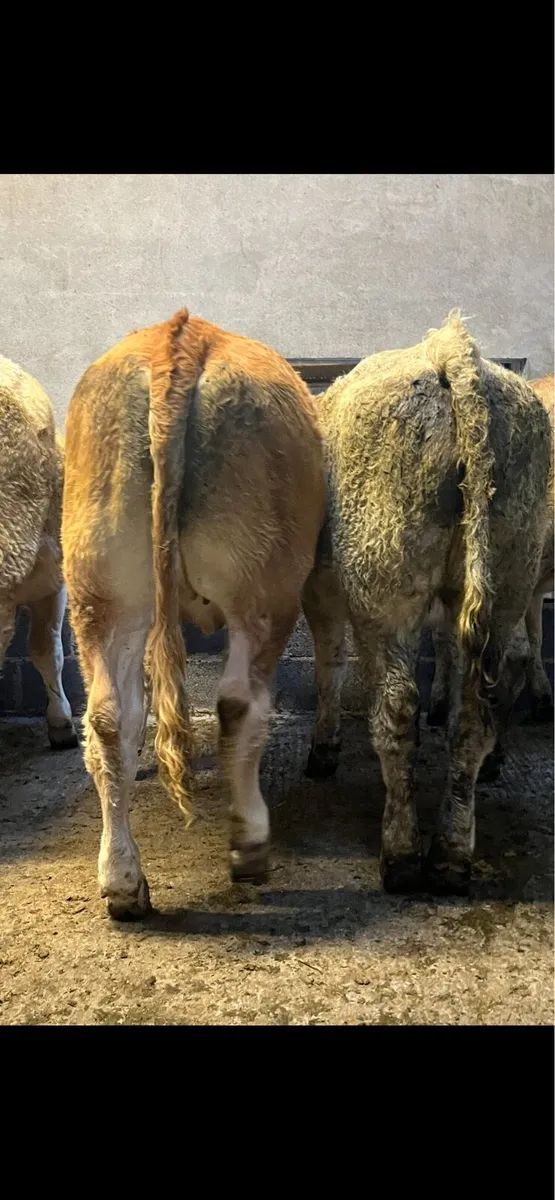 14 super store heifers - Image 4