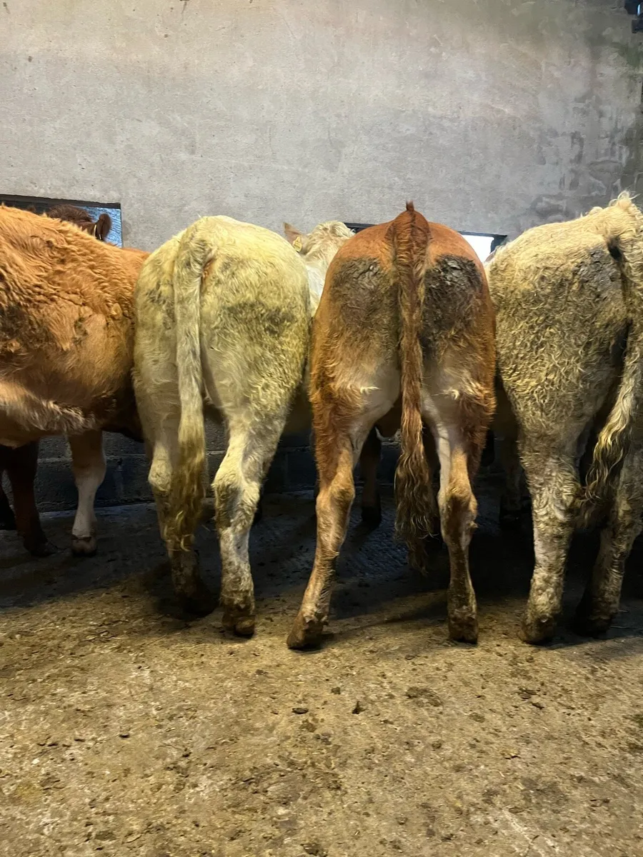 14 super store heifers - Image 2
