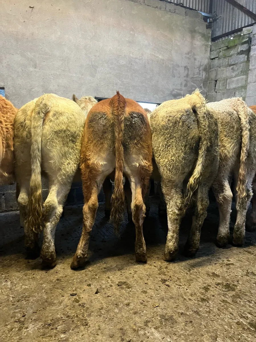 14 super store heifers - Image 1