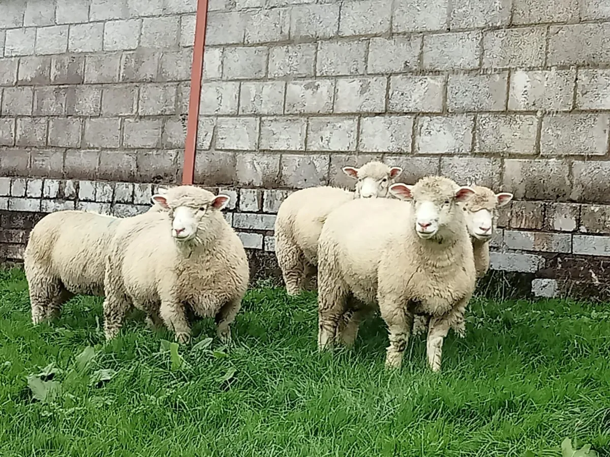 Sheep - Image 1