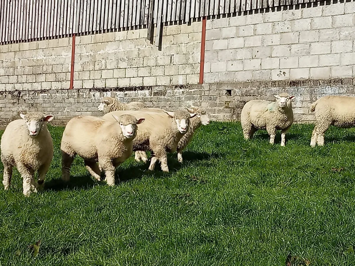 Sheep - Image 2