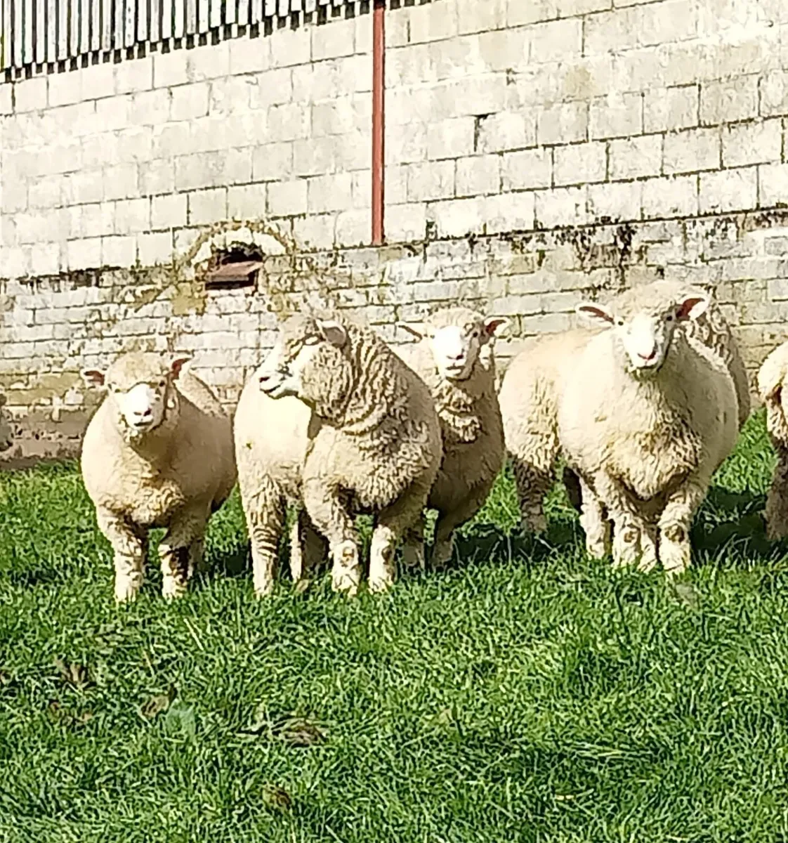 Sheep - Image 3